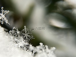 雪花,特写,霜