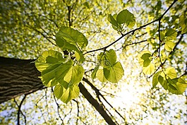 green,sunny,tree