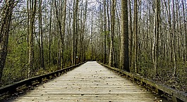 road,forest,wood