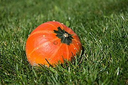 壁球,水果,秋天