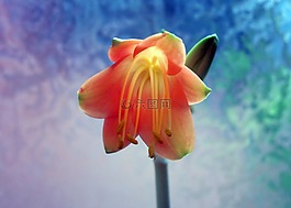 阿马丽利斯,开花,阿马丽利斯厂