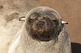 海豹毛皮,罗贝,密封