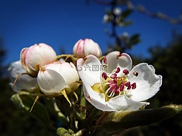 梨树,树,水果