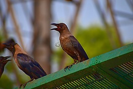 灰色颈乌鸦,家鸦,乌鸦座