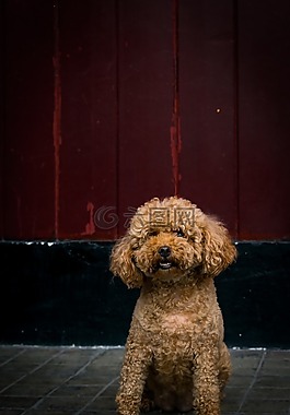 泰迪,泰迪犬,狗