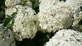 鲜花,夏天,夏天花