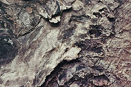 森林,自然,纹理