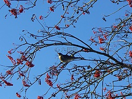节气门,voghelbeerbaum,山灰