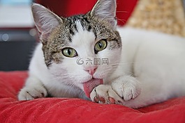 猫,猫科动物,动物