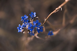 美丽,盛开,开花