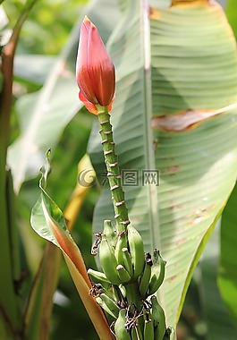 香蕉,香蕉花,香蕉灌木