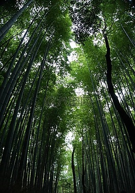 竹林,風景,竹子