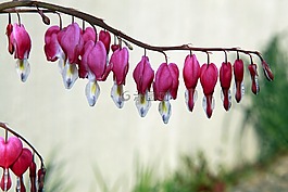 心脏出血,粉色,花卉