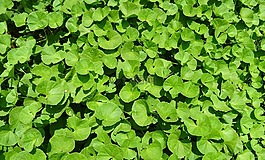 植物,草本植物,药用