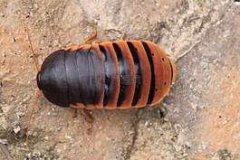 轧,porcellio 膀胱癌,昆虫