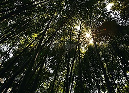 竹林,风景,树荫