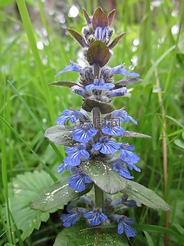 ajuga 绢毛匍匐,号角,蓝色号角