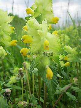 鼻花属alectorolophus,更大的黄色拨浪鼓,野花