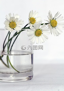 鲜花,静物,雏菊