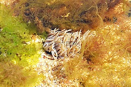 微囊海葵,打开海葵,银莲花