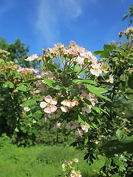 山楂monogyna,常见的山楂,单山楂种子
