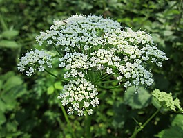 aegopodium podagraria,地面长老,草本杰拉德