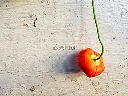 花,墙,漆