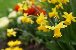花,黄色,黄色花