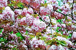 樱花,日本樱花盛开,鲜花