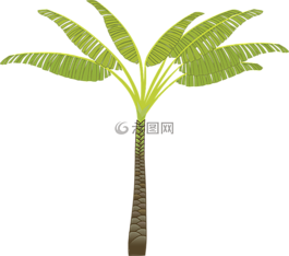 棕榈树,棕榈叶,植物