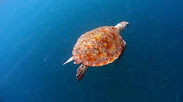 龟,海龟,性质