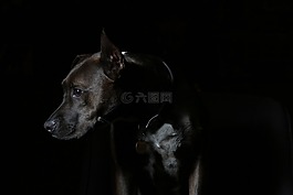 动物,品种,狗