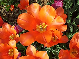 ilsan,花卉展览,大自然