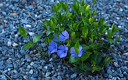 花,岩,植物