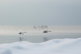 天鹅,飞,冰