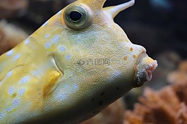 longhorn 海牛,珊瑚鱼,有角的盒子鱼