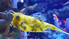 longhorn 海牛,珊瑚鱼,有角的盒子鱼