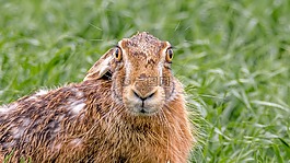 野兔场,野兔,哺乳动物