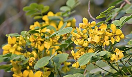 amaltas,黄色的花,黄金雨树