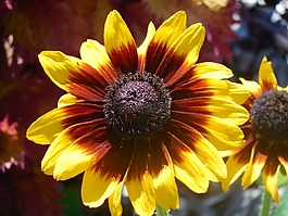 金光菊,花,黄色