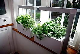 草本植物,生长草本,水电系统