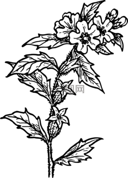 草本植物,自然,植物