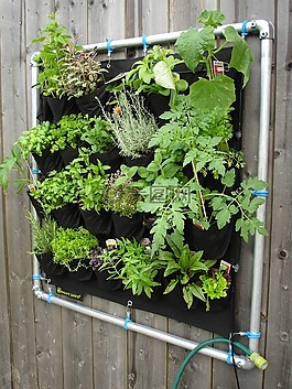 eetbarewand,礼物,草本植物