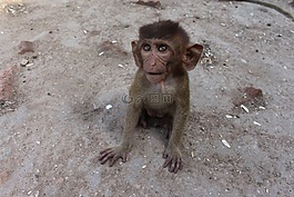猴子,甜,可爱