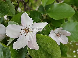 鲜花,桲,绽放