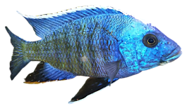 鲈鱼,cichlid,copadichromis