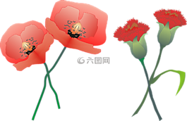康乃馨,罂粟,花