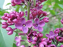 树,花,紫丁香