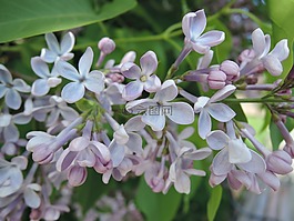 紫丁香,花,春天