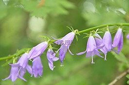 克拉斯诺达尔边疆区,性质,鲜花
